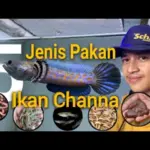 Jenis Makanan yang Membantu Mutasi Warna Ikan Channa Lebih Maksimal