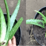 Cara Mudah Tanam Lidah Buaya di Pot yang Bisa Kamu Coba Sendiri di Rumah