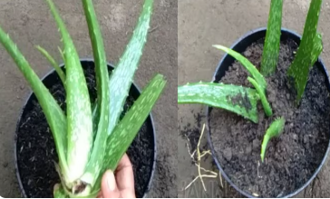 Cara Mudah Tanam Lidah Buaya di Pot yang Bisa Kamu Coba Sendiri di Rumah