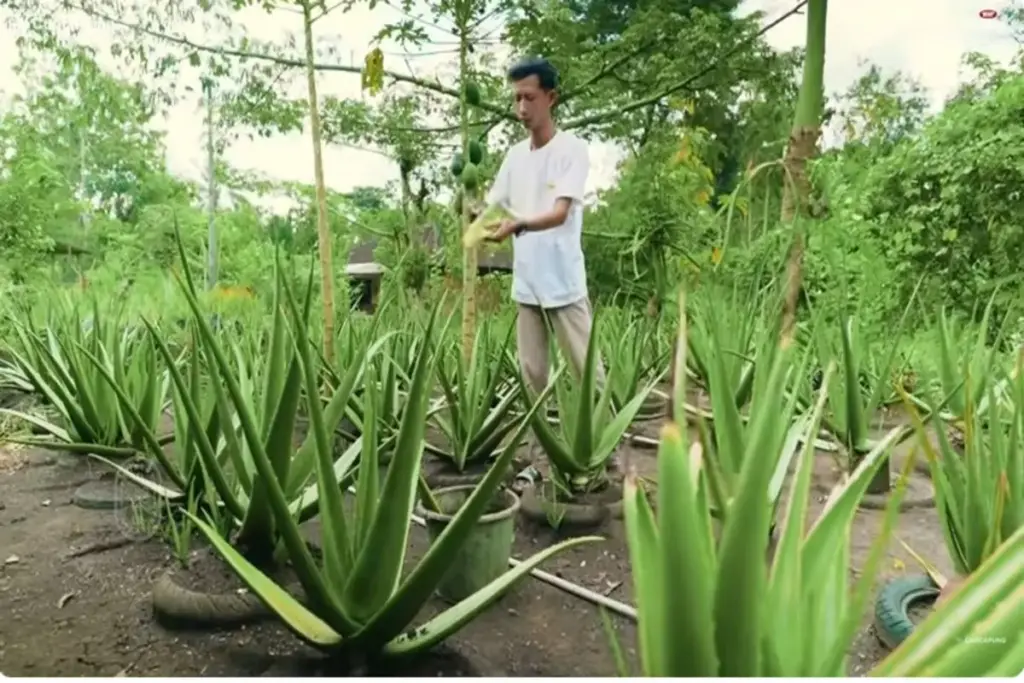 Nanang sukses menjadi pembudidaya dan pengolah lidah buaya (Capcapung)