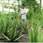 Nanang sukses menjadi pembudidaya dan pengolah lidah buaya (Capcapung)