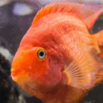 Ikan Hias Bisa Stres? Ini Faktanya!