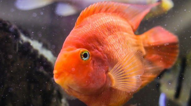Ikan Hias Bisa Stres? Ini Faktanya!