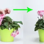 Tanaman Mudah Layu? Ini Tips Merawatnya agar Kembali Segar!