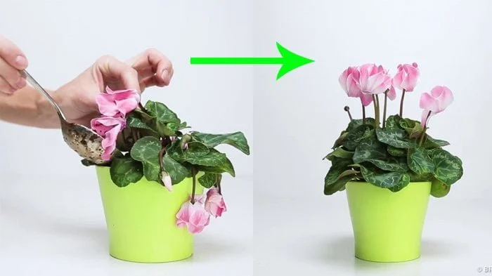 Tanaman Mudah Layu? Ini Tips Merawatnya agar Kembali Segar!