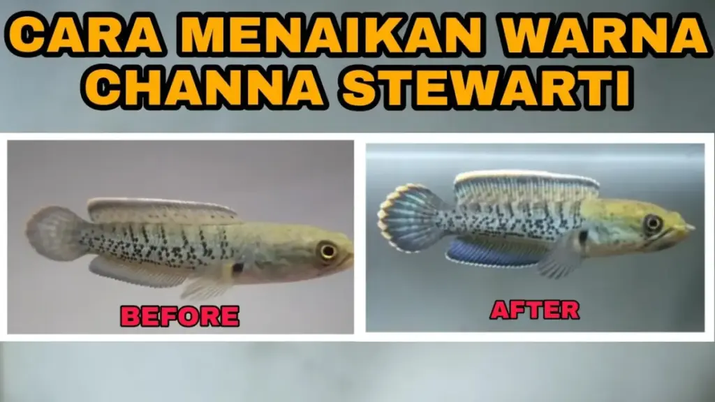 Cara Menjaga Warna Ikan Channa Tetap Cerah dan Tajam