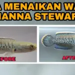 Cara Menjaga Warna Ikan Channa Tetap Cerah dan Tajam