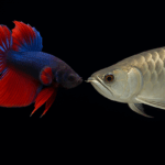 Dari Cupang ke Arwana: Ikan Hias Lokal yang Mendunia dan Mendulang Rupiah