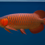Viral di 2025! Ikan Hias Ini Punya Warna Cantik dan Harga Fantastis