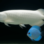 Arwana Platinum & Discus Blue Diamond: Duo Raja Akuarium 2025