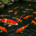 Koi Butterfly & Arwana: Ikan Kolam Estetik yang Viral di 2025
