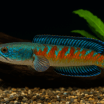 Rahasia Merawat Ikan Channa Agar Warna dan Coraknya Makin Tajam