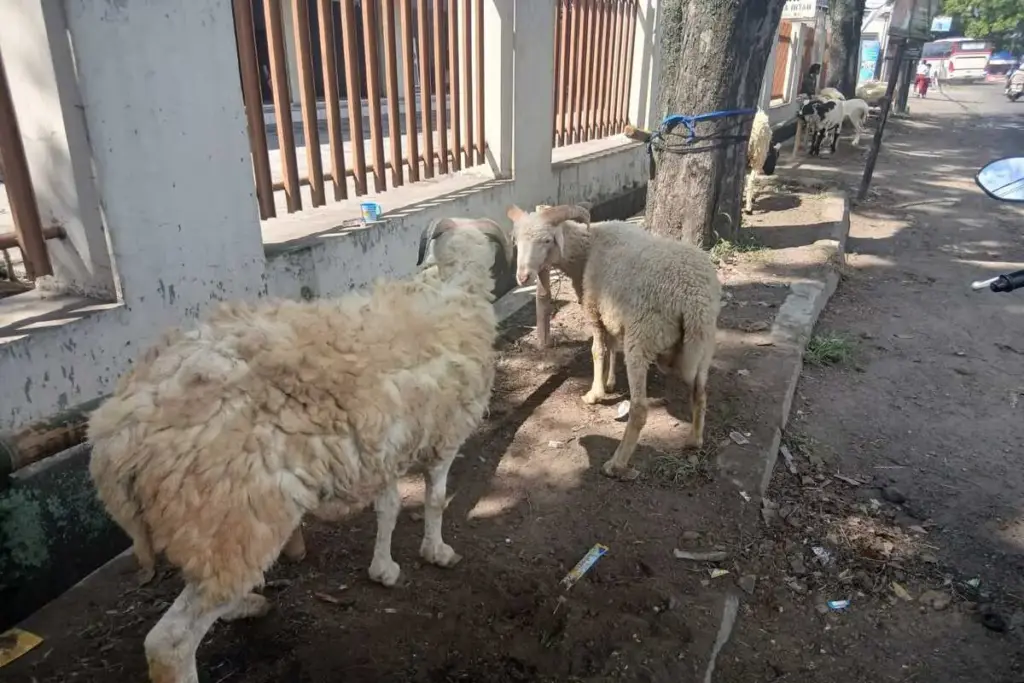 hewan kurban (foto Rizki/Radar Garut)