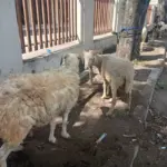 hewan kurban (foto Rizki/Radar Garut)