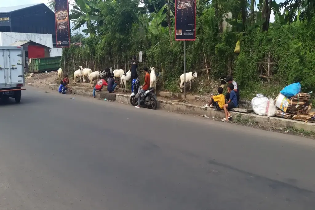Pedagang hewan kurban jenis domba di jalan Karacak, Garut Kota, masih berjualan diatas trotoar jalan, Senin (2