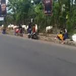 Pedagang hewan kurban jenis domba di jalan Karacak, Garut Kota, masih berjualan diatas trotoar jalan, Senin (2