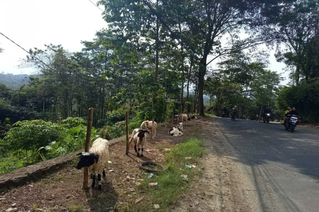 peternak di Garut berjualan hewan kurban di pinggir jalan (Pepen/Radar Garut)