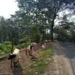 peternak di Garut berjualan hewan kurban di pinggir jalan (Pepen/Radar Garut)