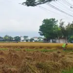 sawah di Kabupaten Garut