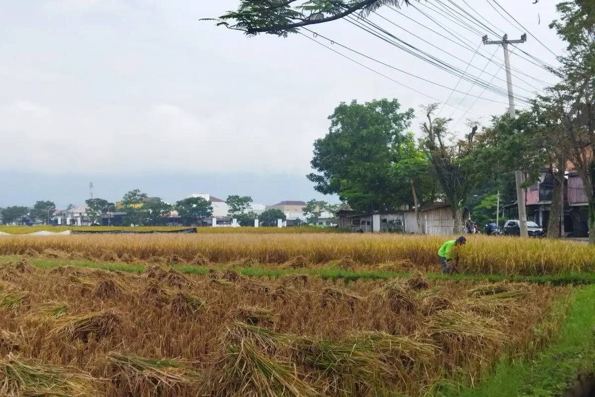 Hama menyerang lahan pertanian di Garut