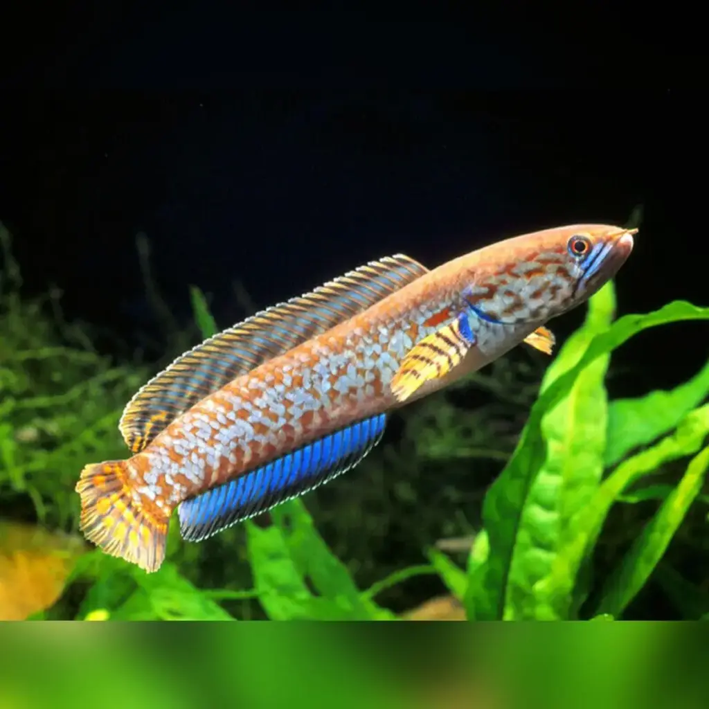 Pakan Terbaik untuk Ikan Channa Supaya Cepat Besar dan Sehat