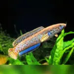 Pakan Terbaik untuk Ikan Channa Supaya Cepat Besar dan Sehat