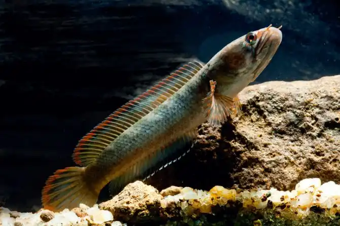 Tips Memilih Ikan Channa Berkualitas untuk Pemula