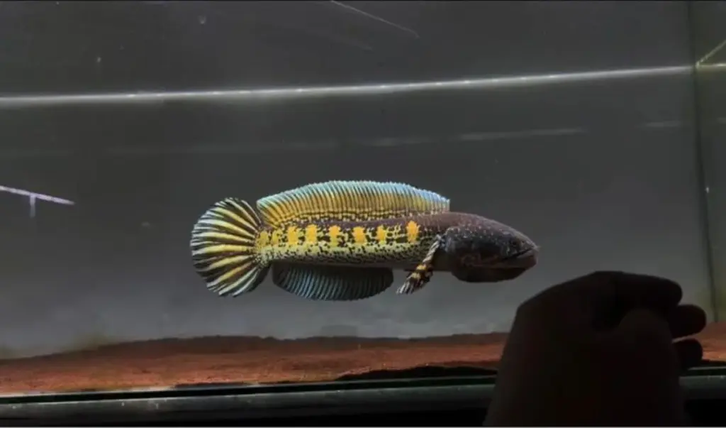 Harga Ikan Channa Terbaru 2025, dari yang Murah sampai Sultan