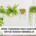 Jenis Tanaman Hias Gantung untuk Rumah Minimalis