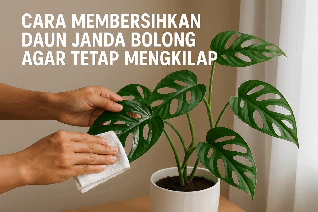 Cara Membersihkan Daun Janda Bolong Agar Tetap Mengkilap