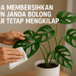 Cara Membersihkan Daun Janda Bolong Agar Tetap Mengkilap