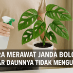 Cara Merawat Janda Bolong Agar Daunnya Tidak Menguning