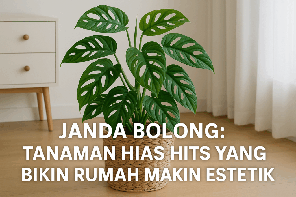 Janda Bolong: Tanaman Hias Hits yang Bikin Rumah Makin Estetik