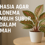 Rahasia Agar Aglonema Tumbuh Subur di Dalam Rumah