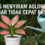 Tips Menyiram Aglonema Agar Tidak Cepat Busuk