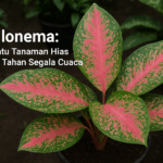 Aglonema: Si Ratu Tanaman Hias yang Tahan Segala Cuaca