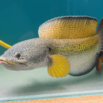 Pesona Ikan Channa bikin kolektor ketagihan karena selain cantik juga dinilai prestisius.