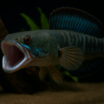 ikan channa agresif