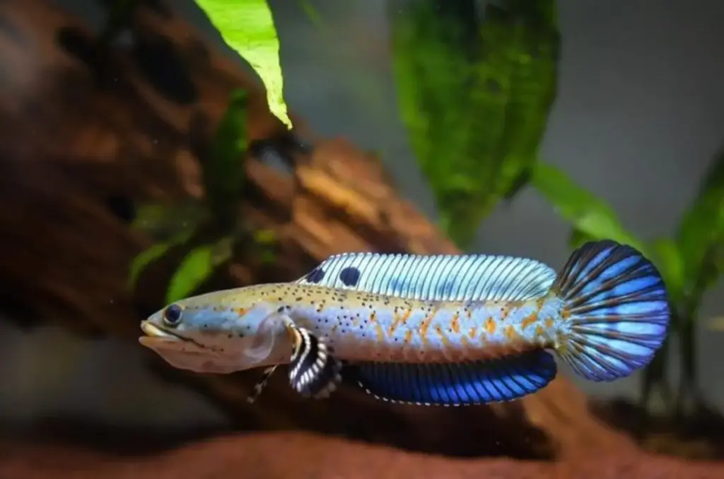 ikan channa