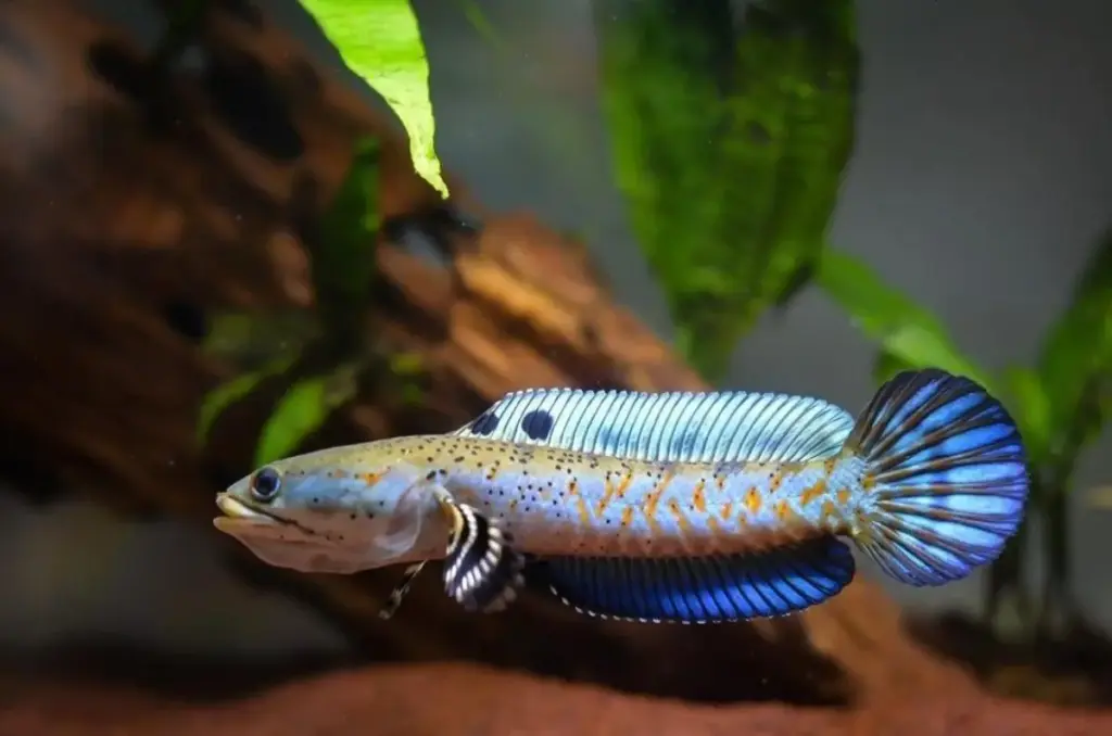 ikan channa