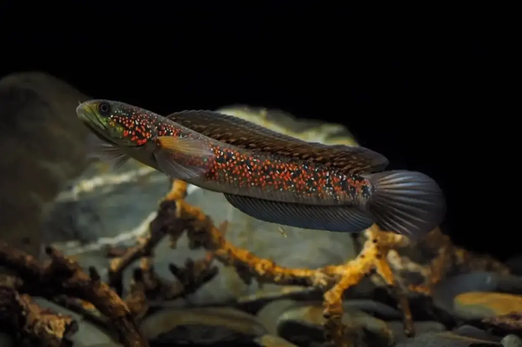 mengenal alami ikan channa
