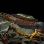 mengenal alami ikan channa
