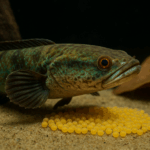 Tips Sukses Breeding Ikan Channa agar Anakan Sehat dan Banyak