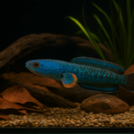 ikan channa