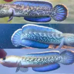 Warna Ikan Channa Mendadak Pudar? Ini 5 Penyebab Tersembunyi dan Cara Mengatasinya!