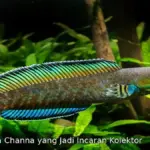 Ikan Channa dengan Warna Tercantik: Kolektor Rela Bayar Mahal Demi Jenis Ini!