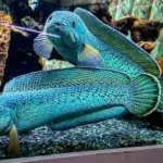 Ikan channa apa saja yang harganya jutaan