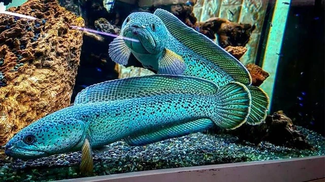 Ikan channa apa saja yang harganya jutaan
