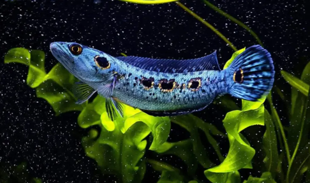 Rahasia Warna Cerah dan Gerak Gesit Ikan Channa: Kuncinya di Makanan!