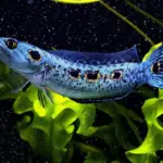 Rahasia Warna Cerah dan Gerak Gesit Ikan Channa: Kuncinya di Makanan!